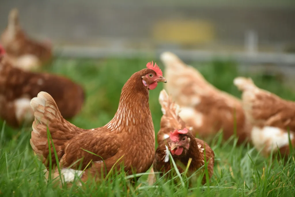The Protein Balancing Act: A Guide to Healthy Chicken Feed